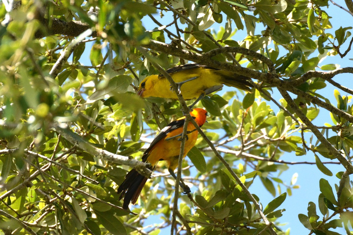 Spot-breasted Oriole - ML621213454