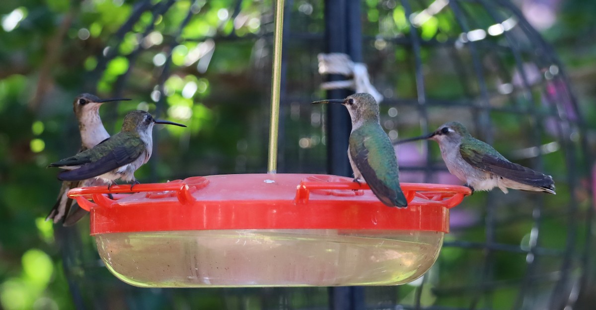Black-chinned Hummingbird - ML621213457
