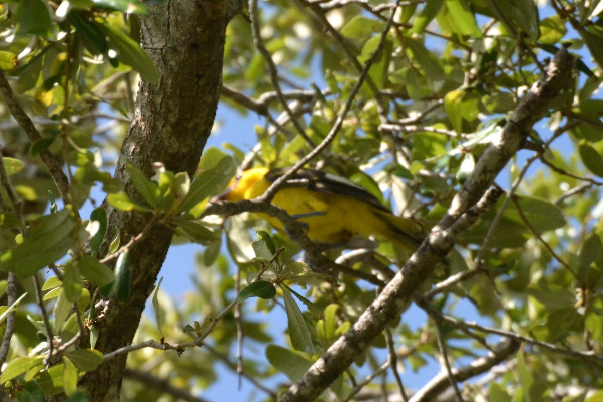 Spot-breasted Oriole - ML621213458
