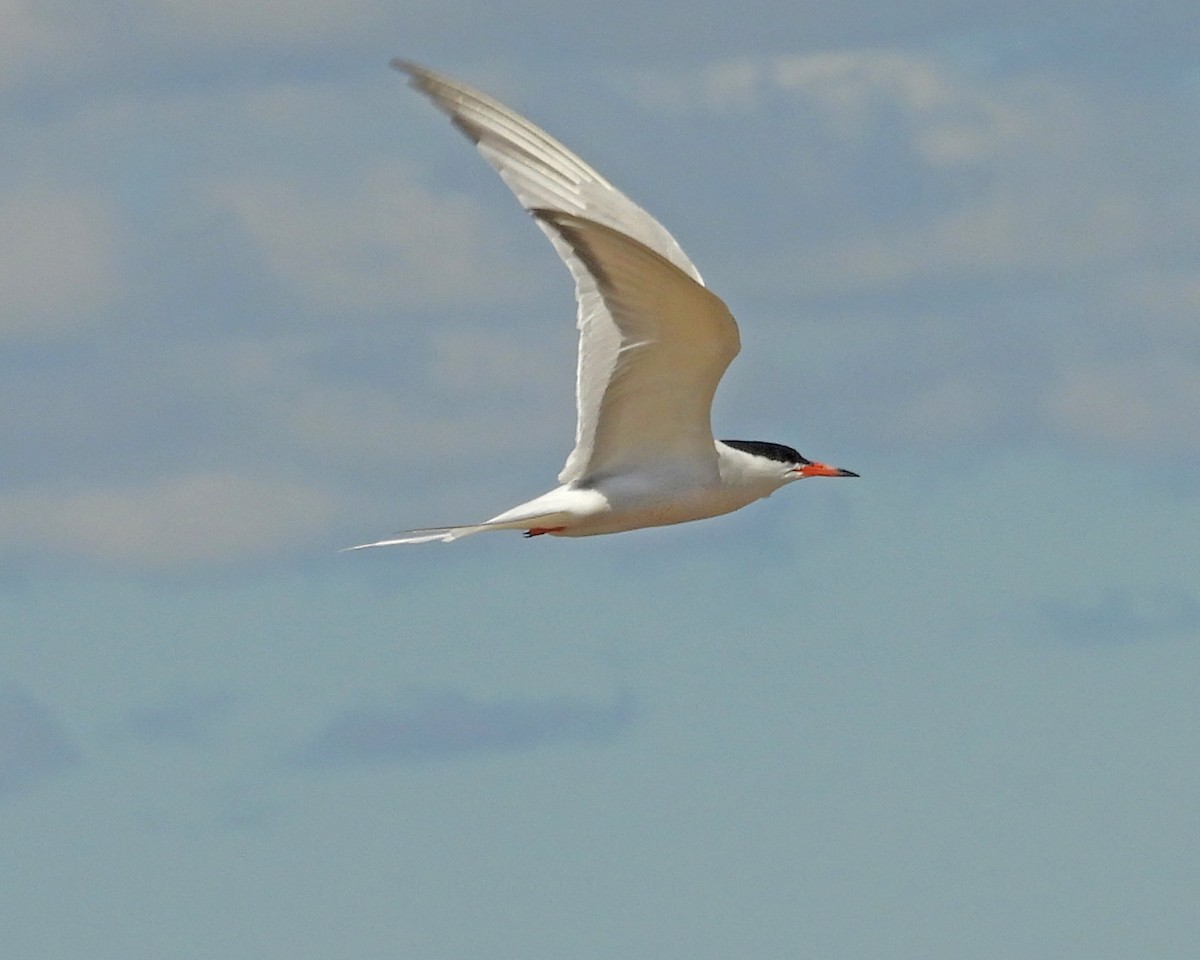 Common Tern - ML621213500