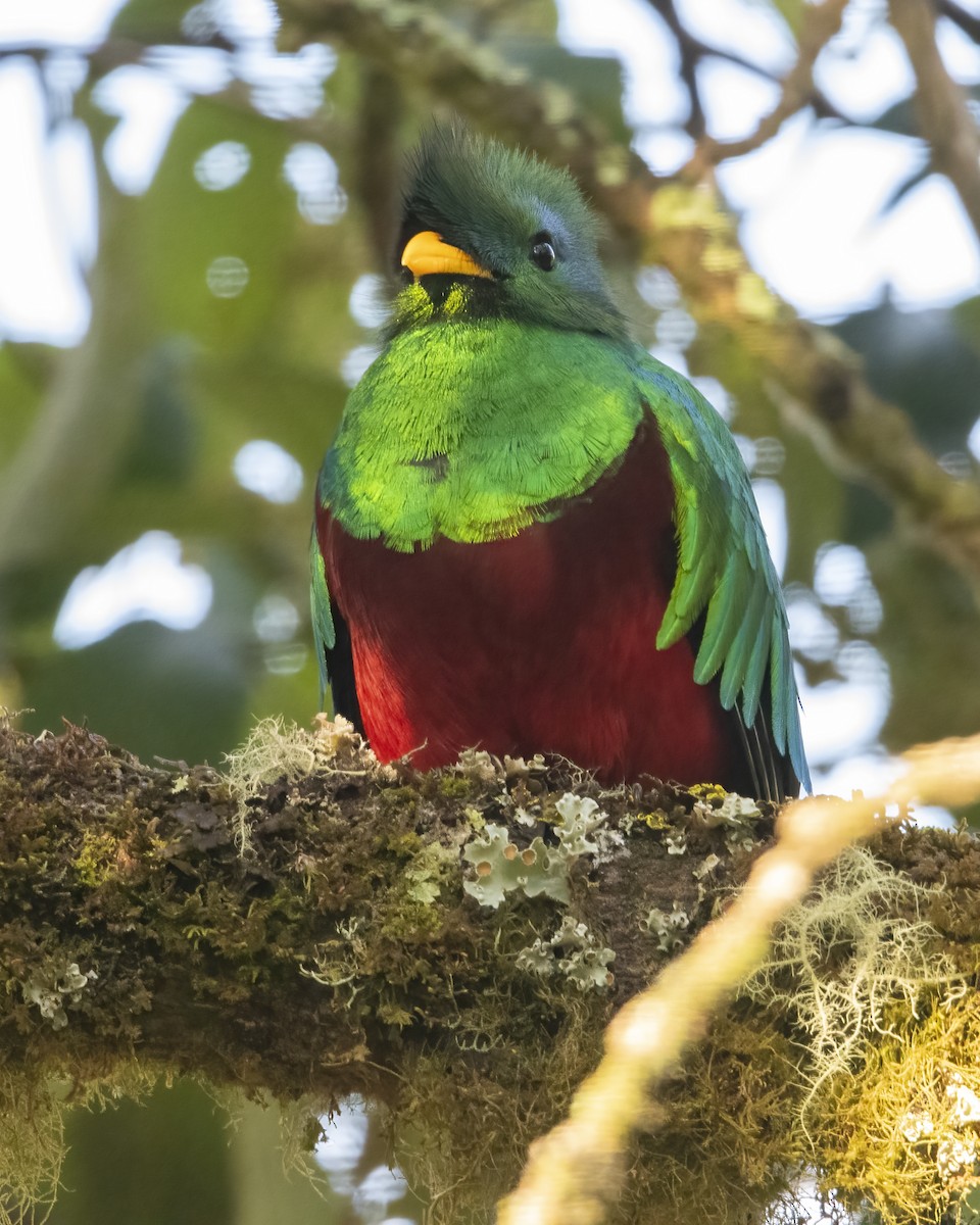Quetzal resplendissant - ML621213511