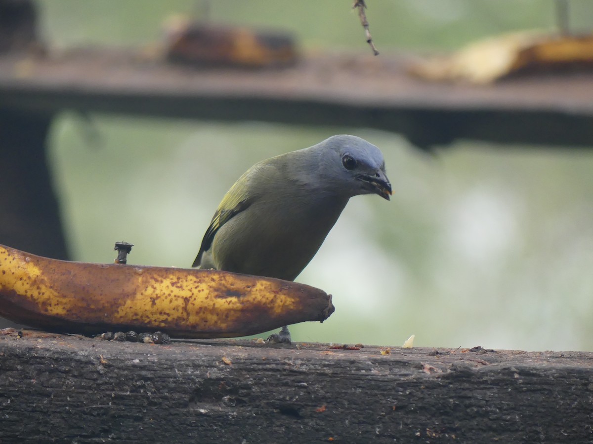 Palm Tanager - ML621213515
