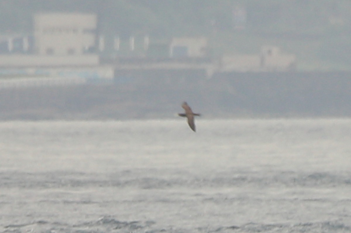 Brown Booby - ML621213522