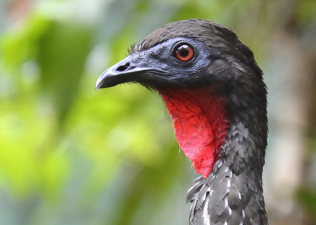 Crested Guan - ML621213523