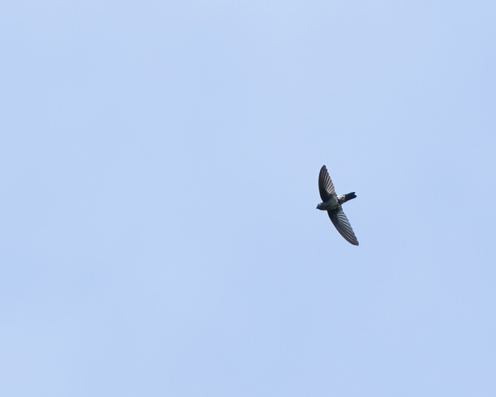 Pygmy Swiftlet - ML621213552