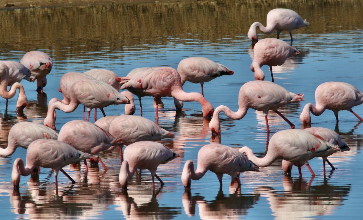 Greater Flamingo - ML621213561