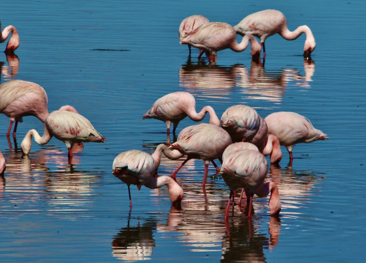 Greater Flamingo - ML621213562