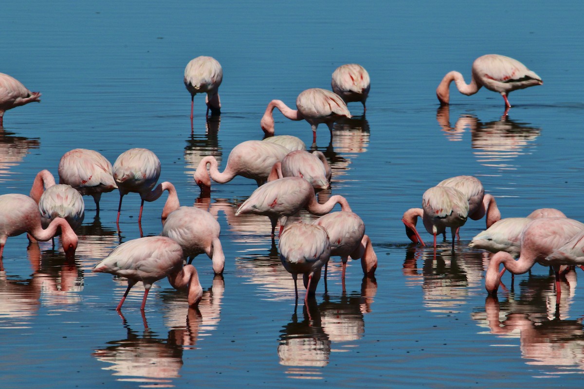 Greater Flamingo - ML621213563