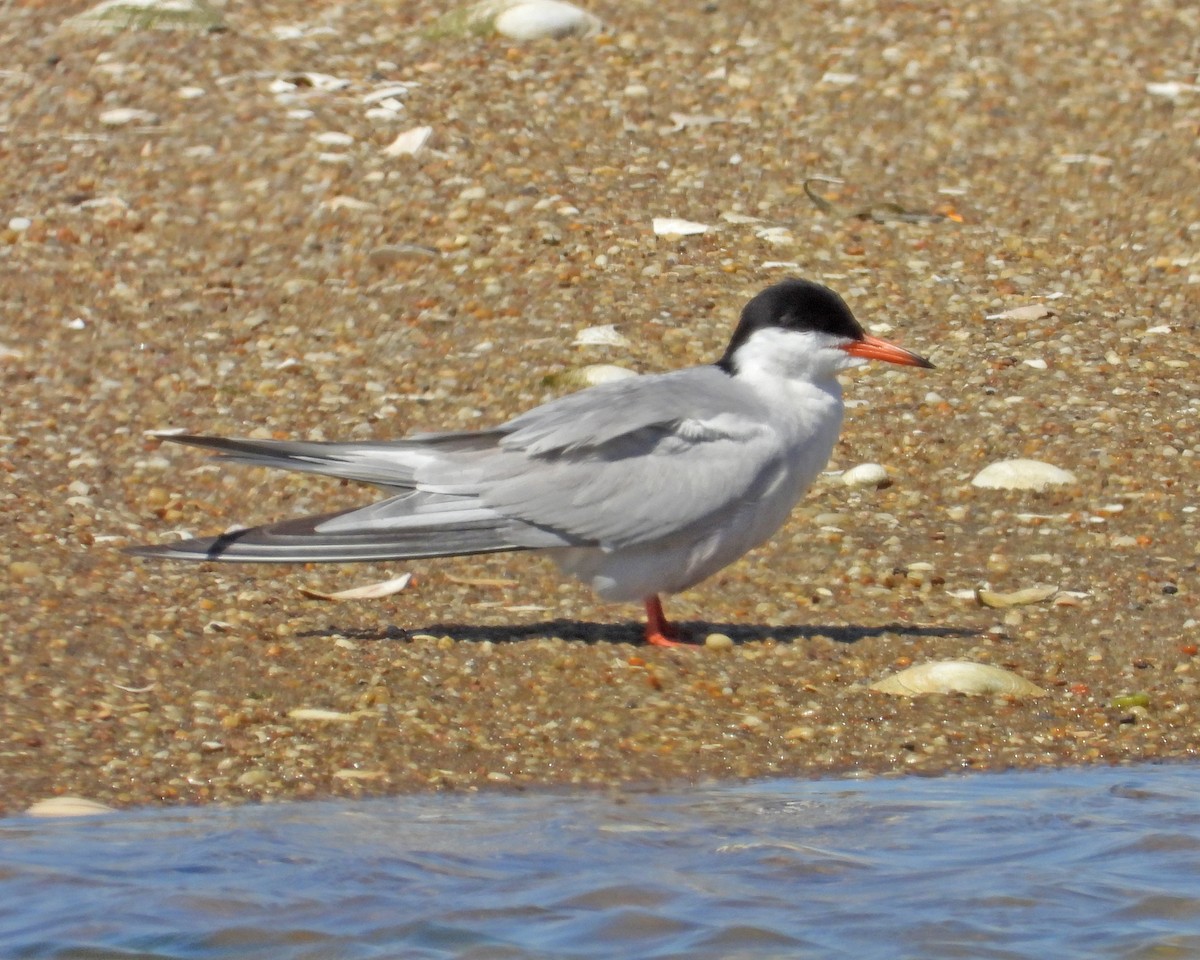 Common Tern - ML621213577