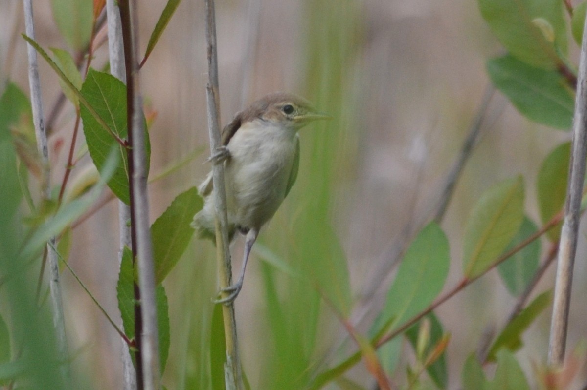 Melodious Warbler - ML621213580