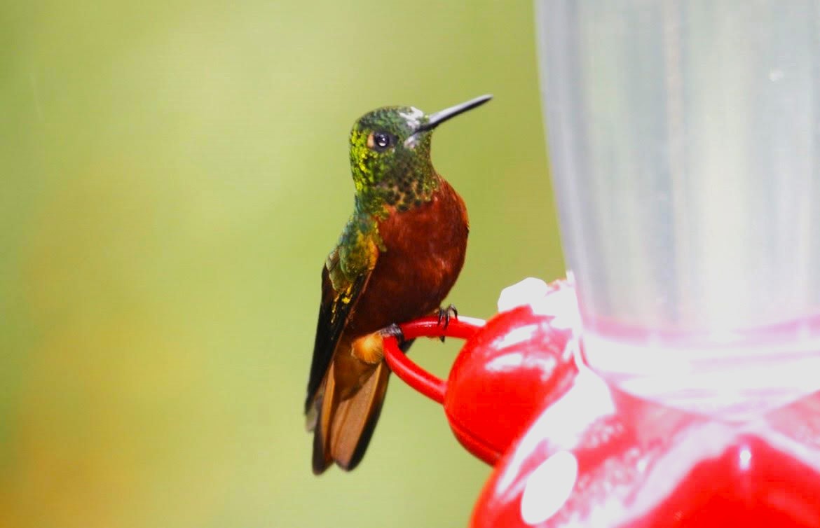 kolibřík peruánský - ML621213585