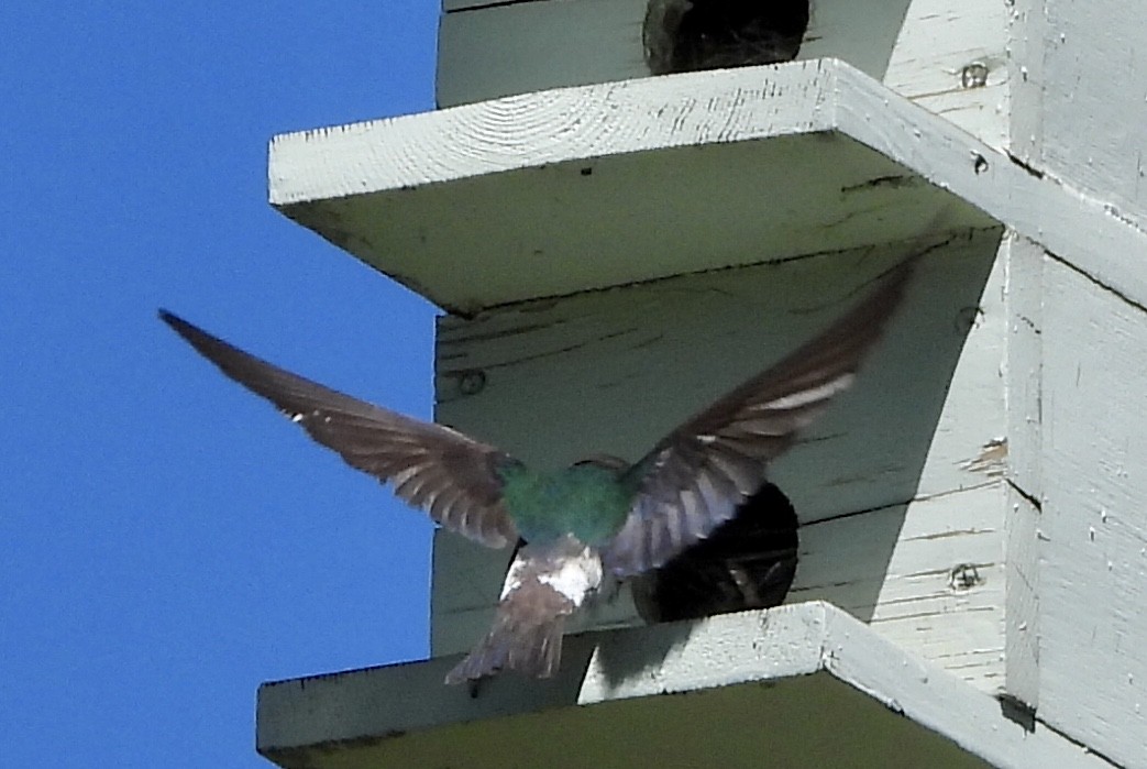 Violet-green Swallow - ML621213595