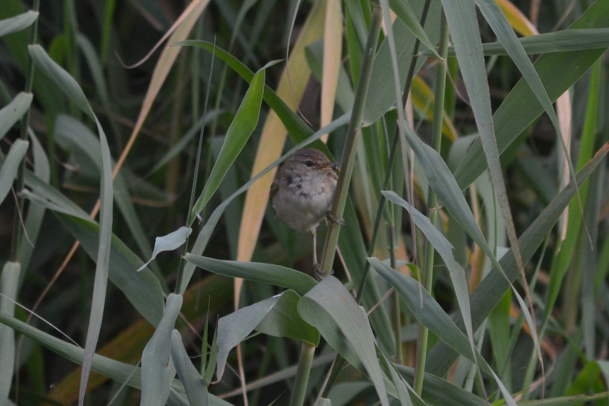 Common Reed Warbler - ML621213598