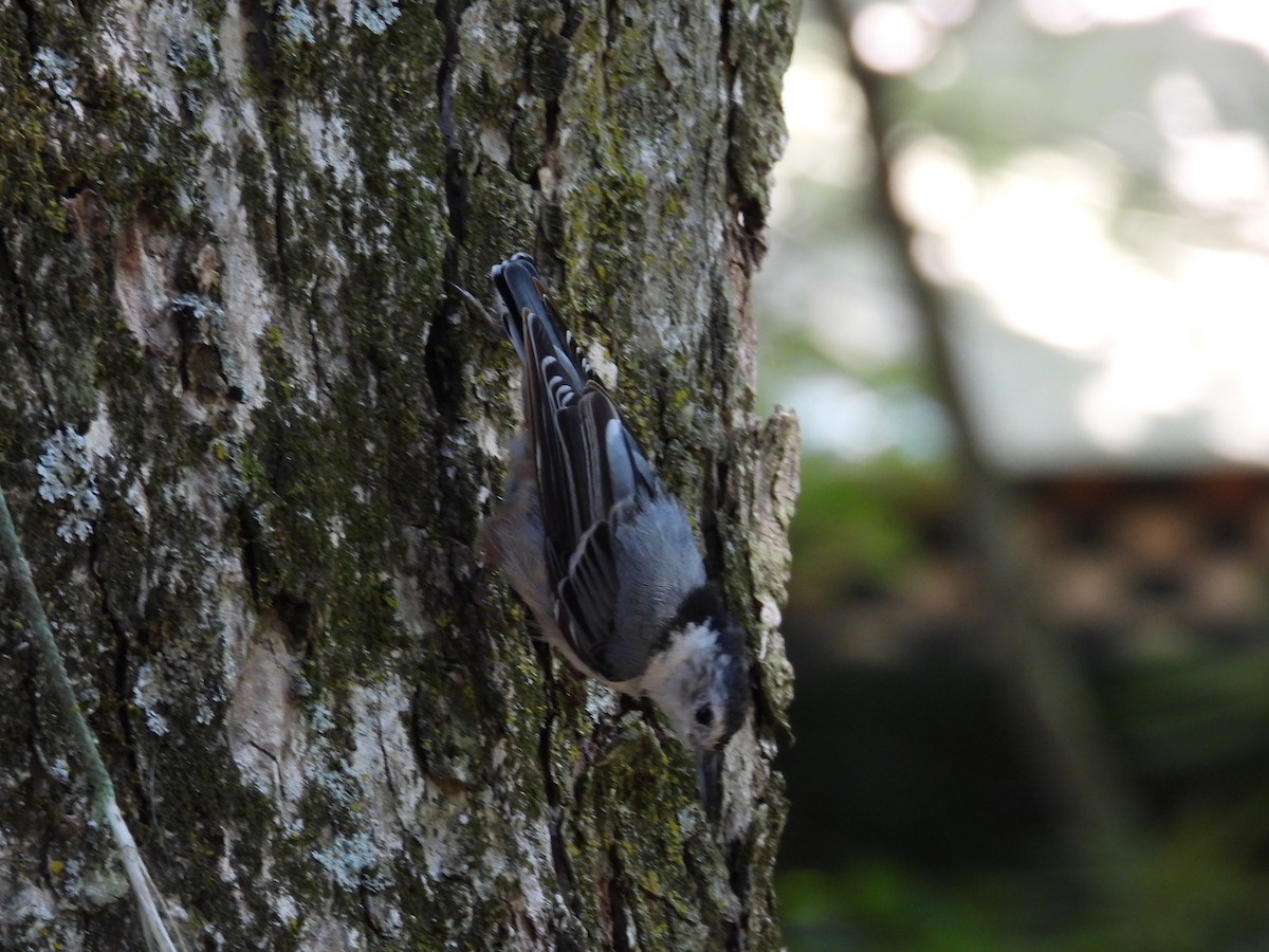 White-breasted Nuthatch - ML621213600
