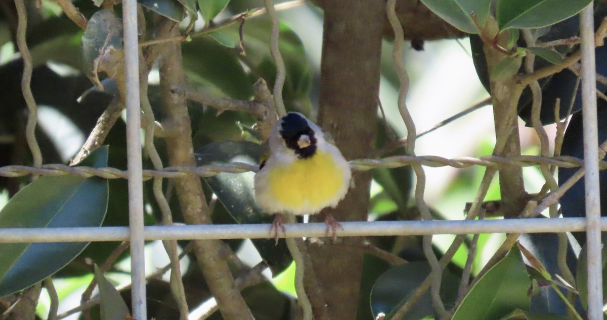 Lawrence's Goldfinch - ML621213608