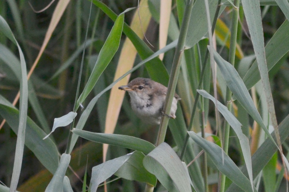 Common Reed Warbler - ML621213610