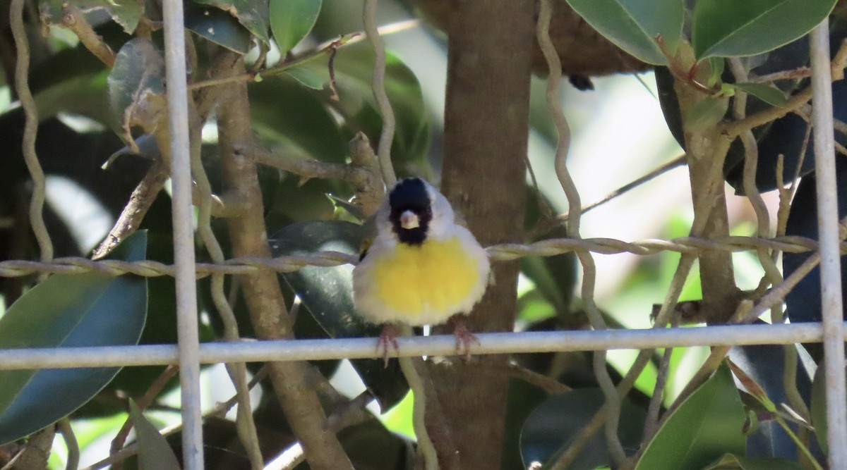 Lawrence's Goldfinch - ML621213611