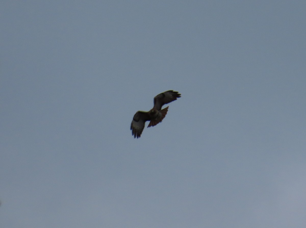Red-tailed Hawk - ML621213612