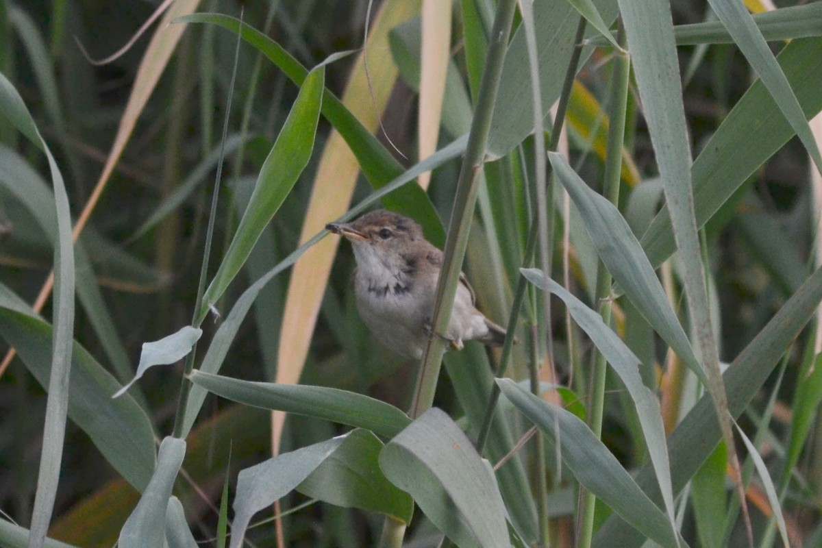 Common Reed Warbler - ML621213615