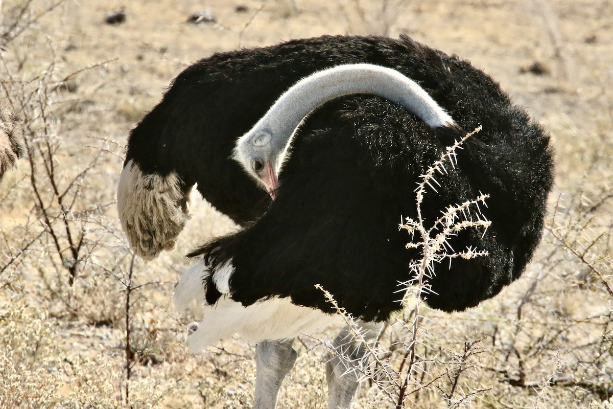Common Ostrich - ML621213659