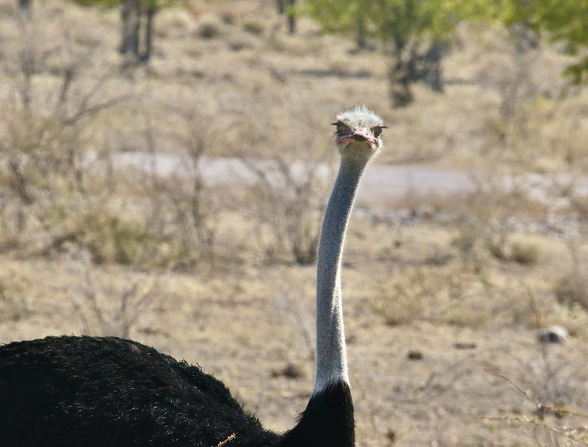 Common Ostrich - ML621213661