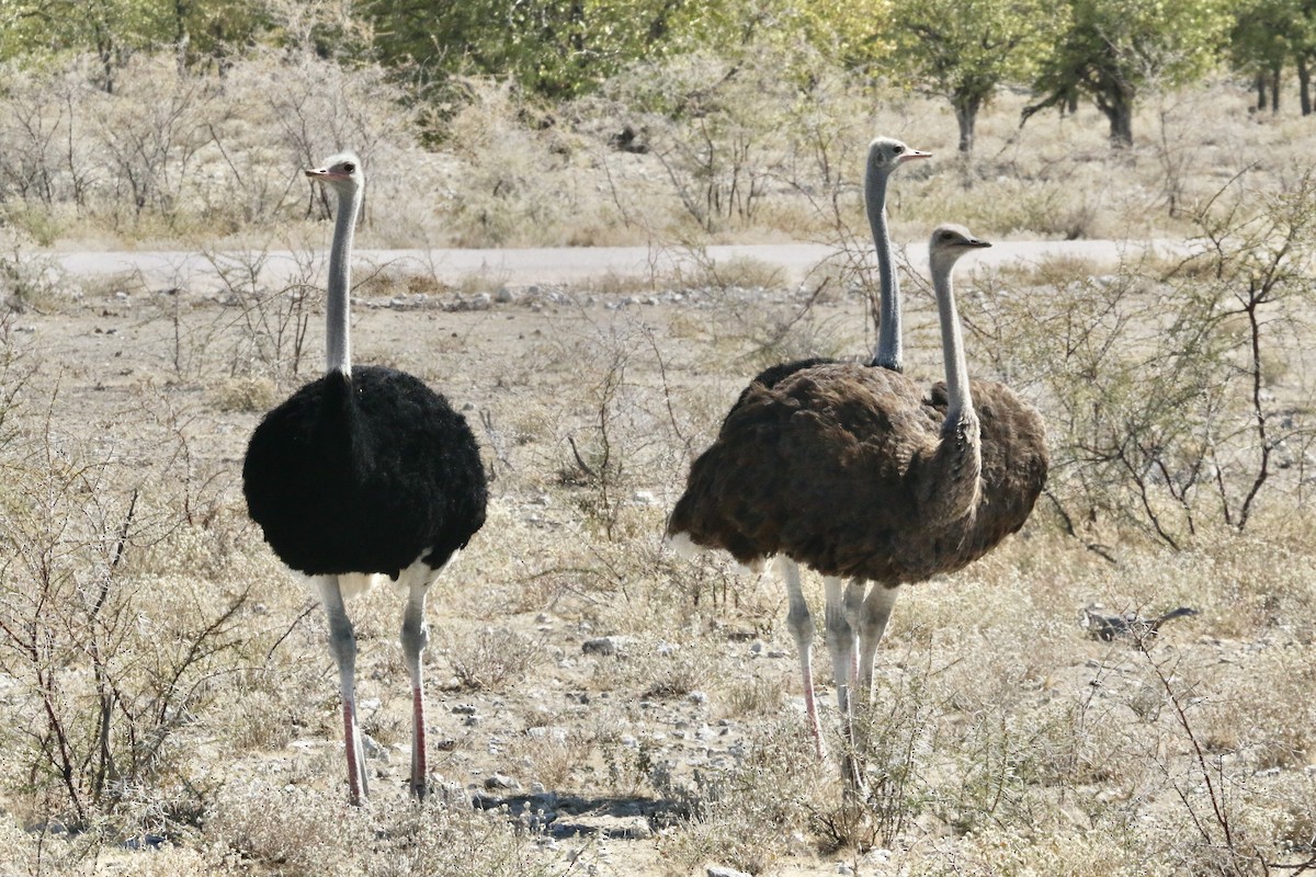 Common Ostrich - ML621213662