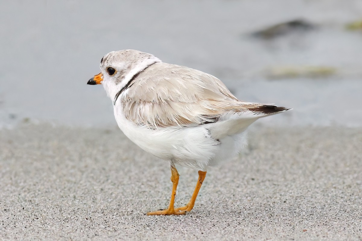 Piping Plover - ML621213681