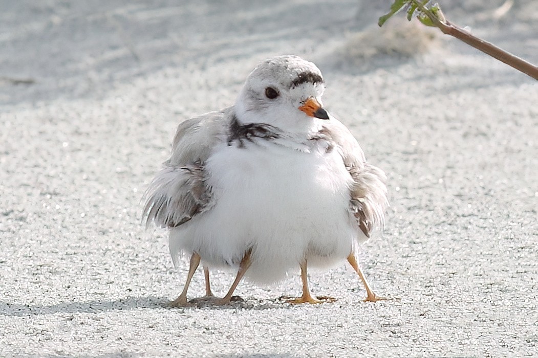 Piping Plover - ML621213682