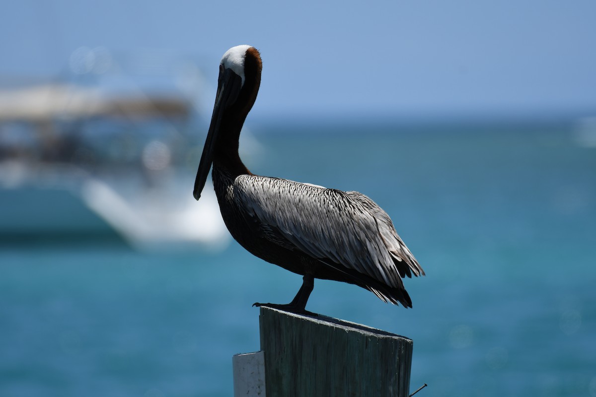 pelikán hnědý - ML621213683