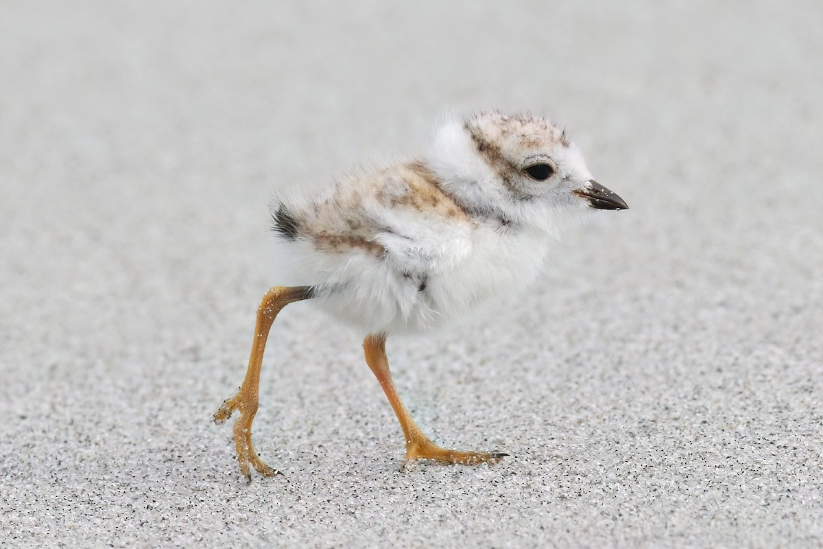 Piping Plover - ML621213684