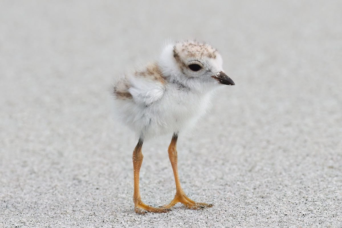 Piping Plover - ML621213685