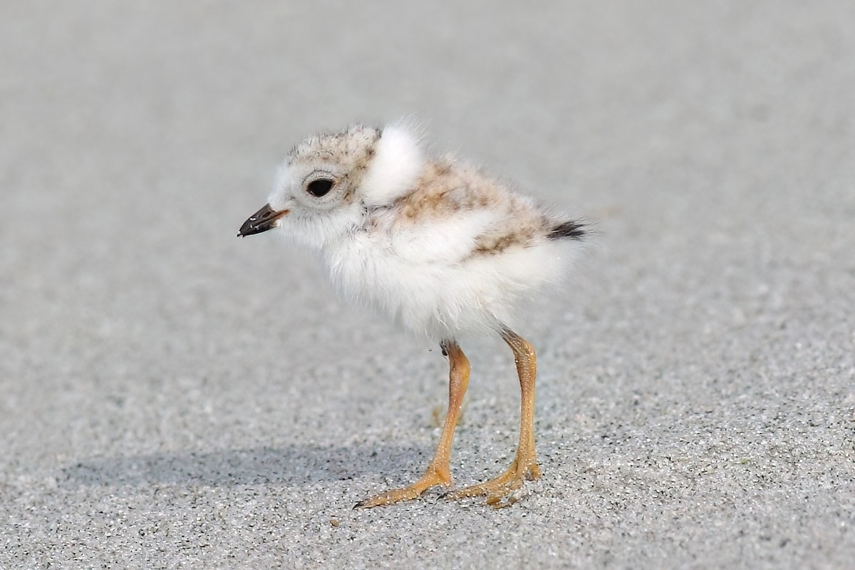 Piping Plover - ML621213687