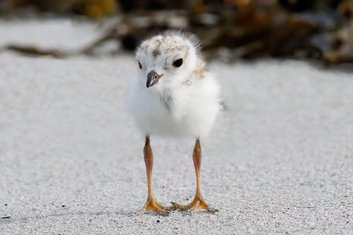 Piping Plover - ML621213689