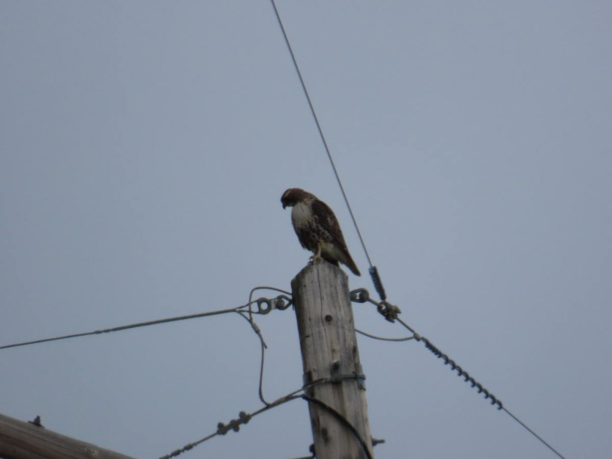 Red-tailed Hawk - ML621213690