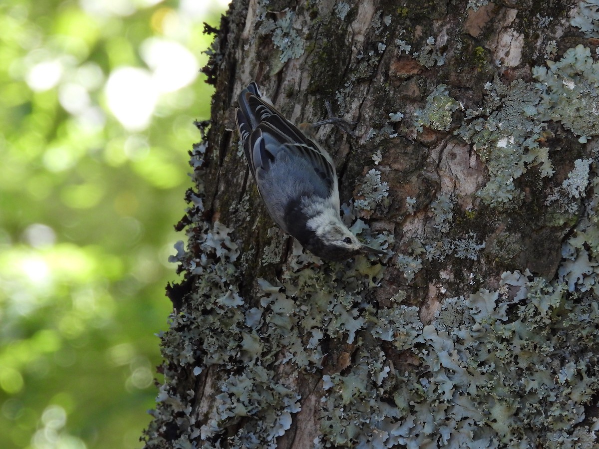 White-breasted Nuthatch - ML621213691