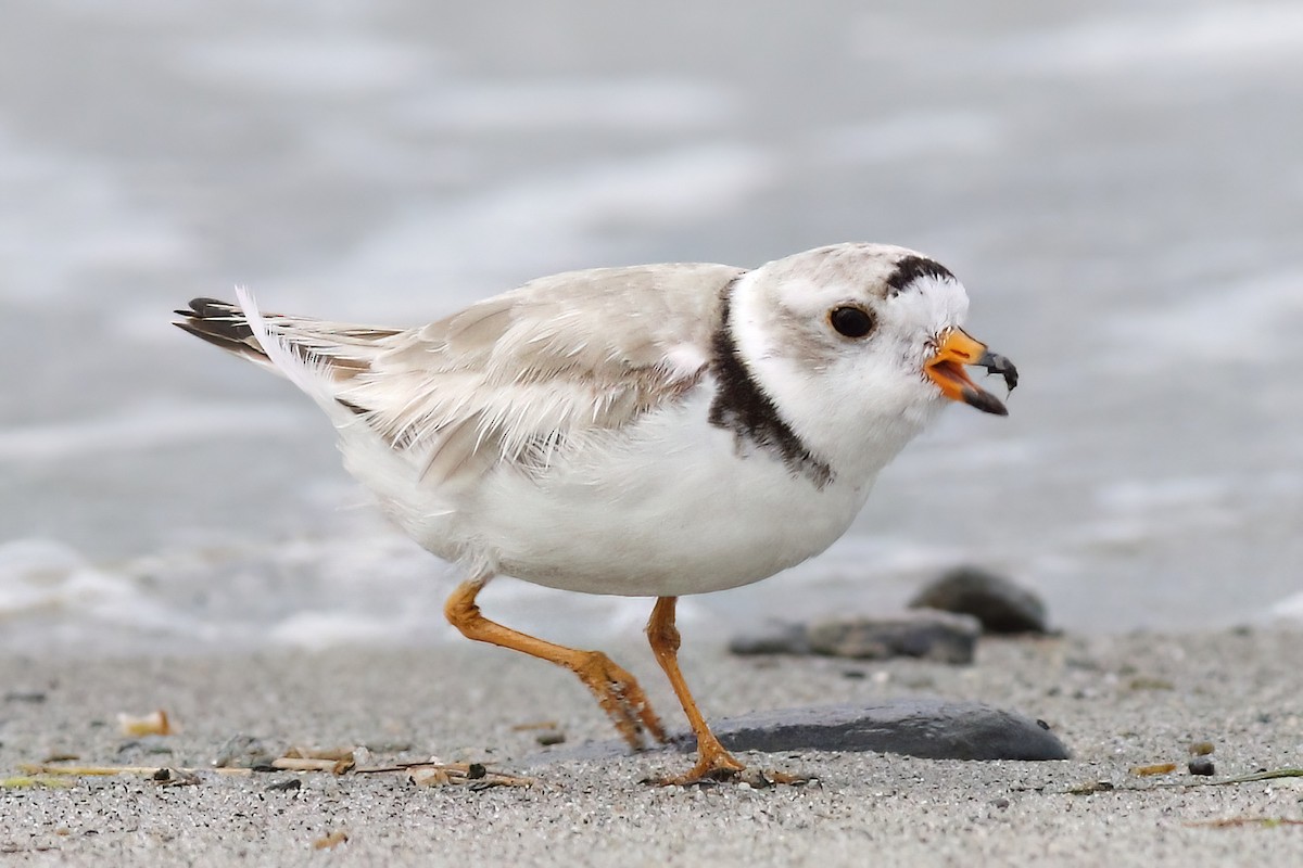 Piping Plover - ML621213692