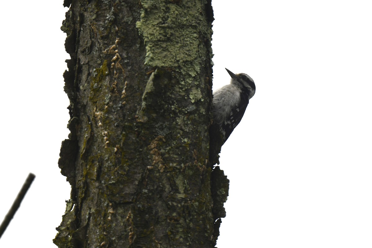 Downy Woodpecker - ML621213699