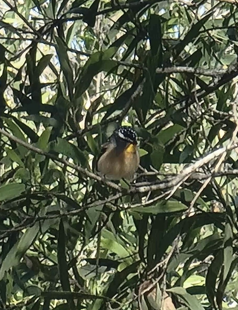 Spotted Pardalote - ML621213702