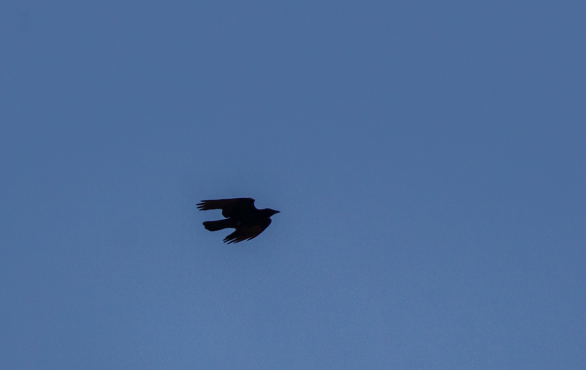 American Crow - ML621213773