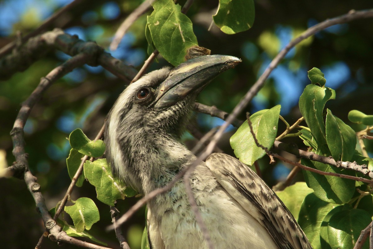 African Gray Hornbill - ML621213788