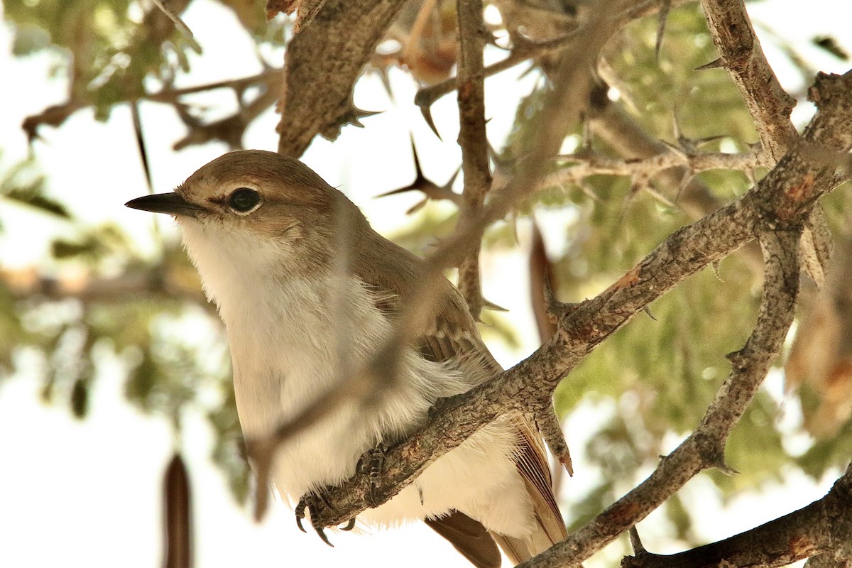 Marico Flycatcher - Dominic LeRose