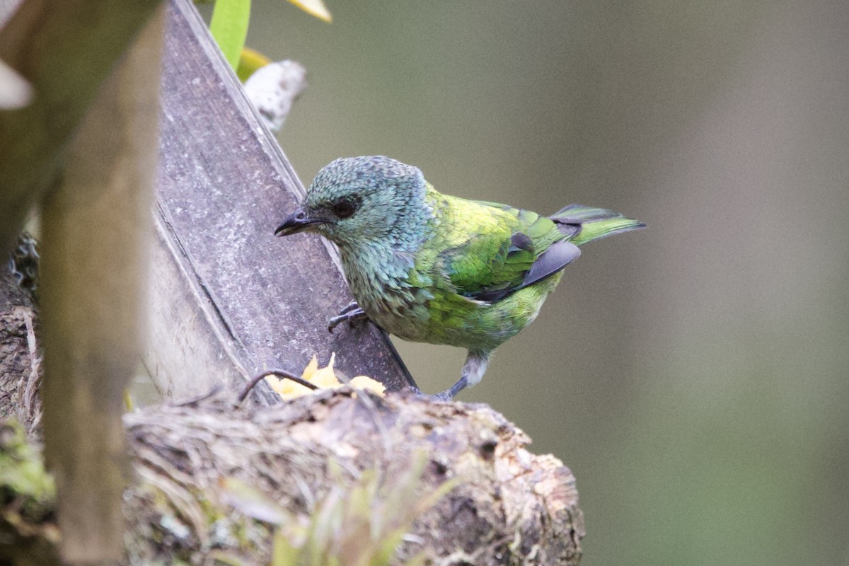 Black-capped Tanager - ML621213842