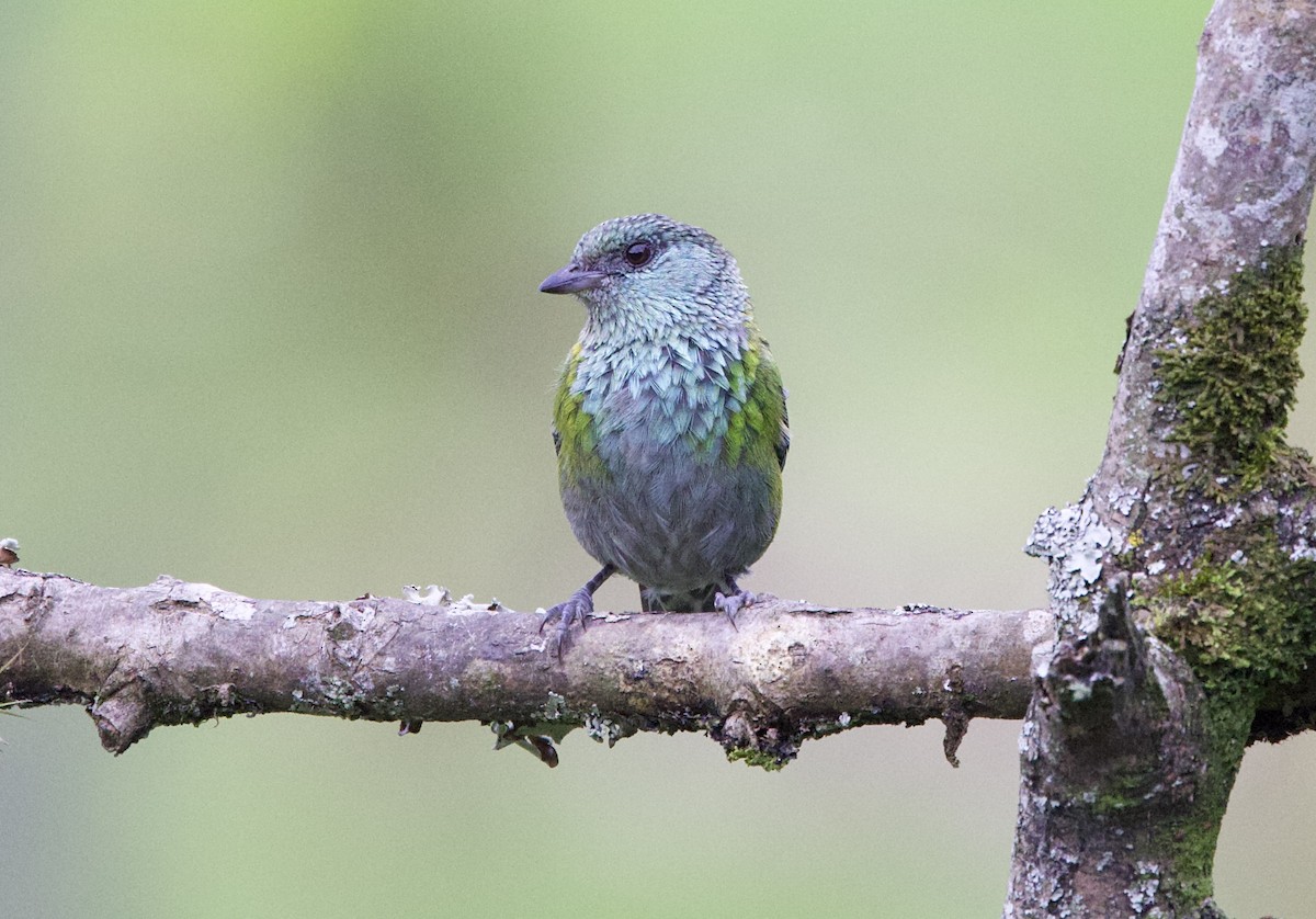 Black-capped Tanager - ML621213843