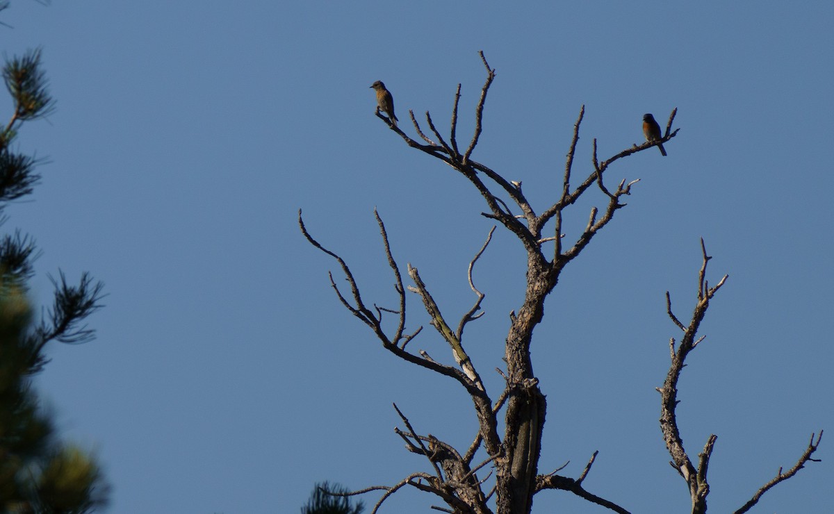 Western Bluebird - ML621213847