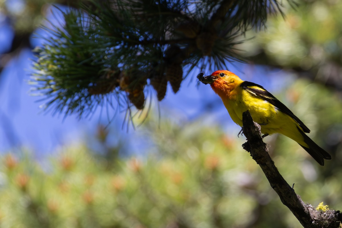 Western Tanager - ML621213851
