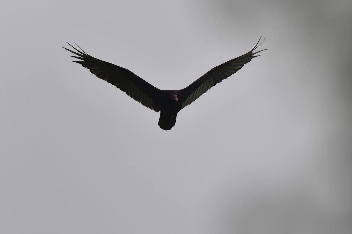 Turkey Vulture - ML621213868