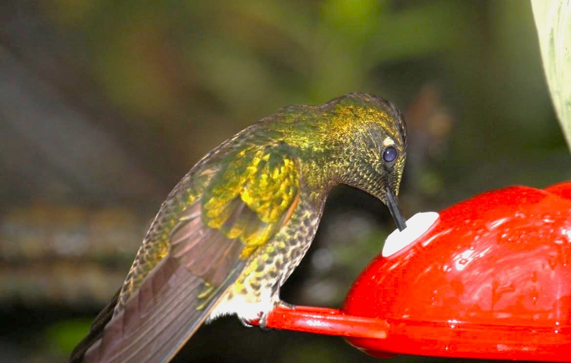 kolibřík žlutoocasý - ML621213870