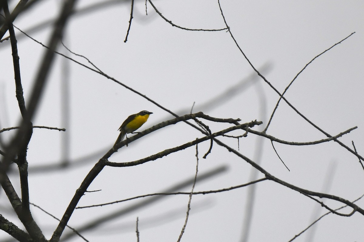 Yellow-breasted Chat - ML621213900