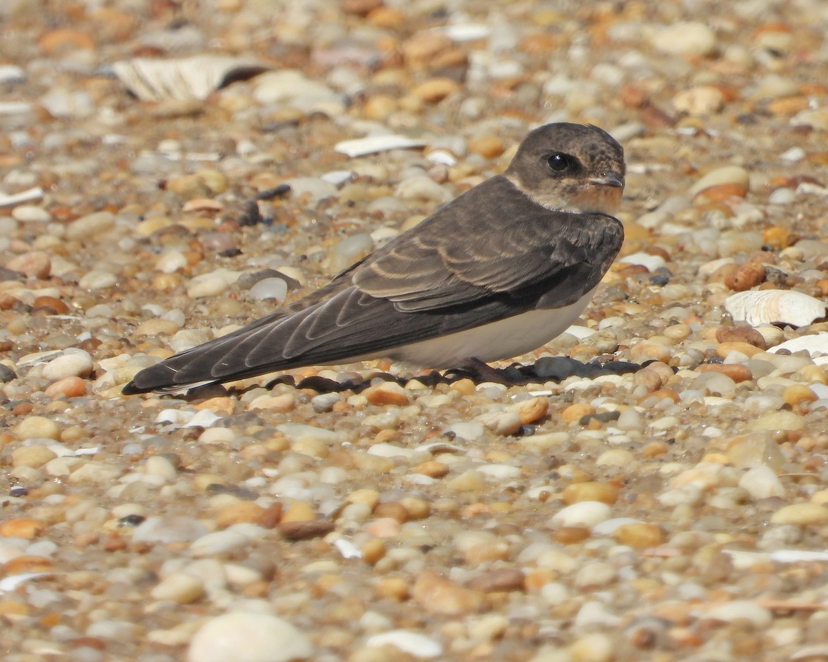 Bank Swallow - ML621213951