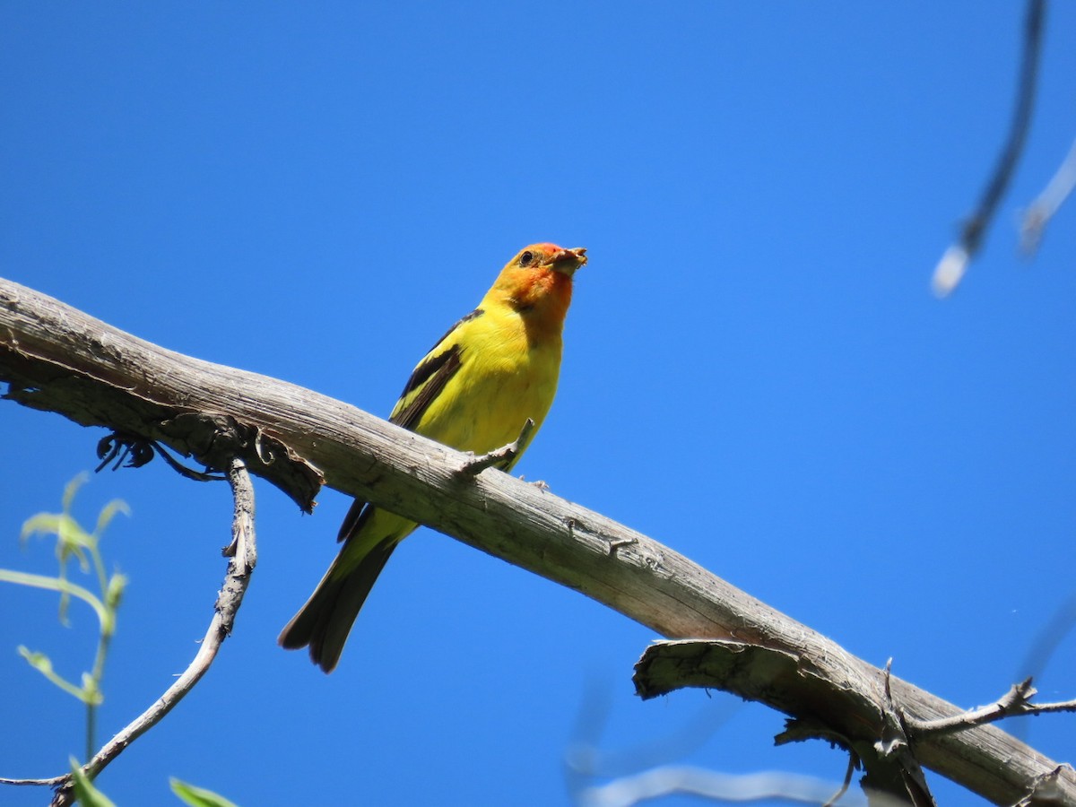 Western Tanager - ML621213960